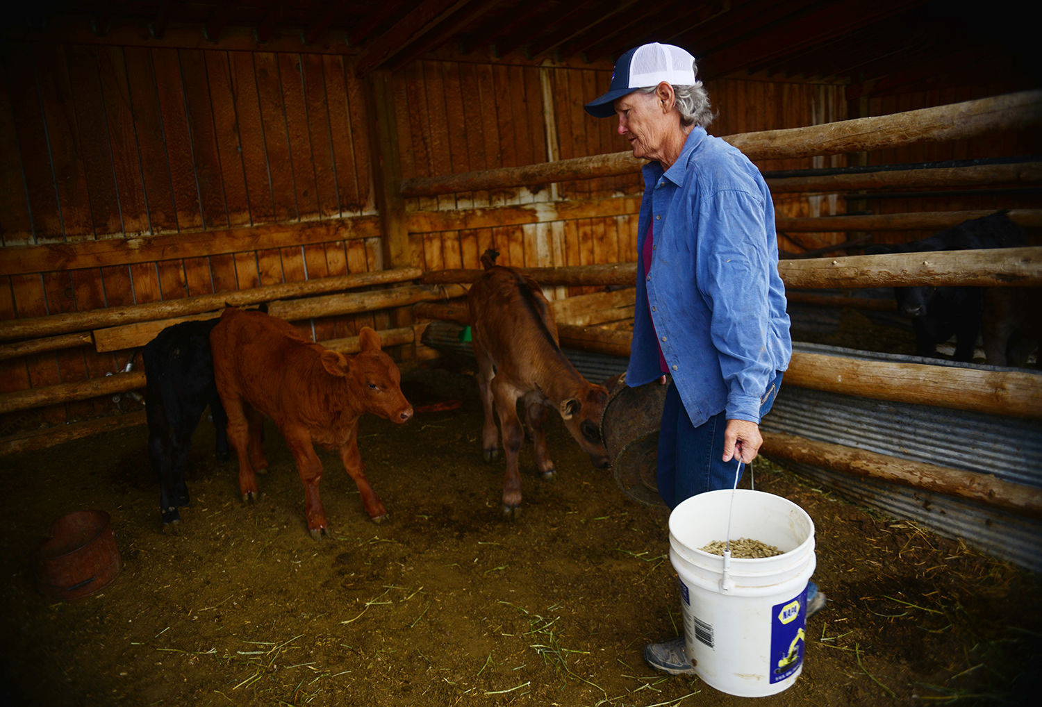 Sue Jarrard grains her cows and calves each morning before letting the cows out